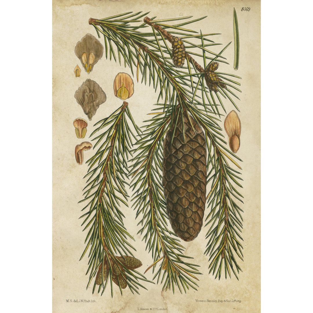 Leinwandbild Vintage Conifers I