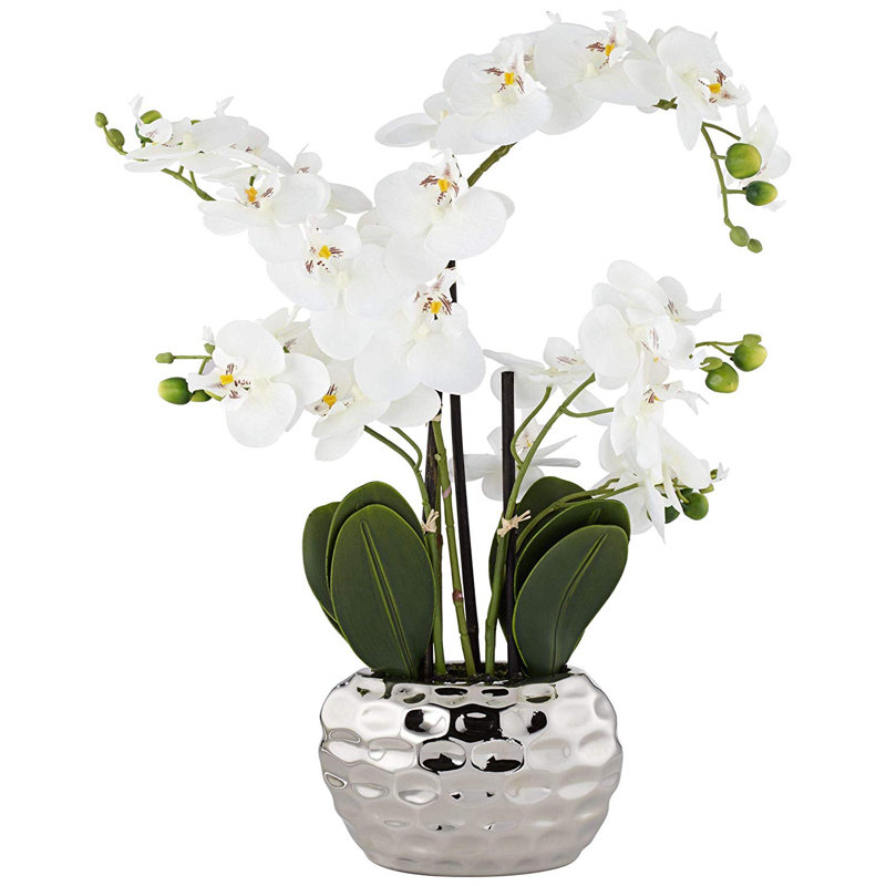 Phalaenopsis Arrangement in Vase