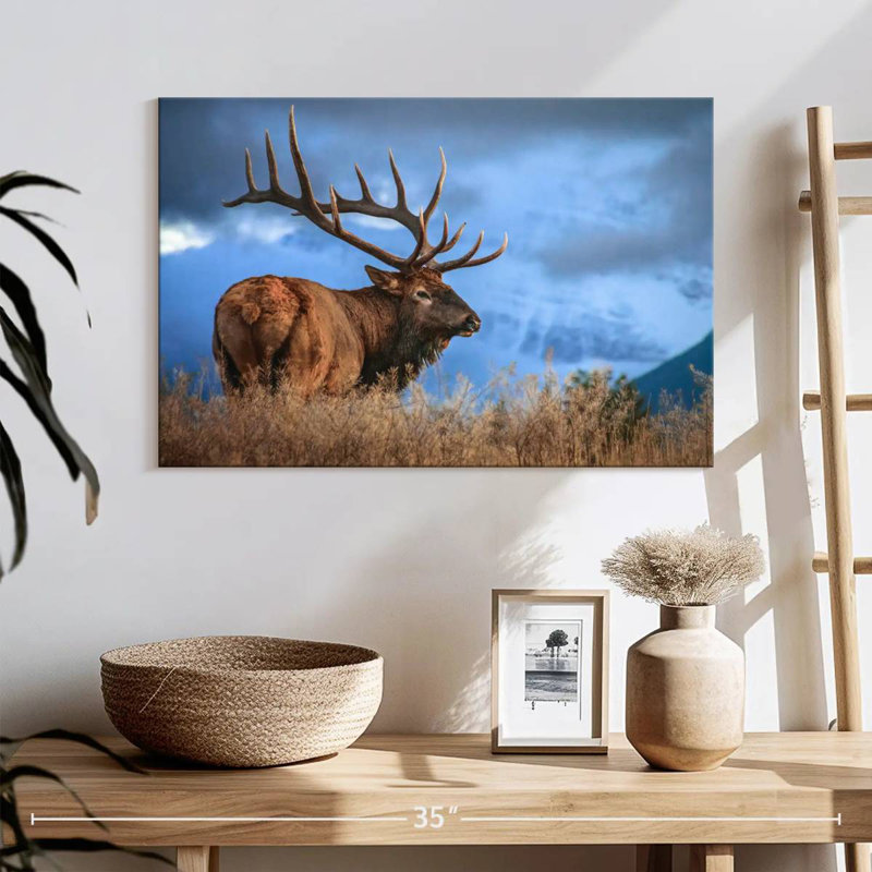 Majestic bull wapiti, H 16 po x l 24 po