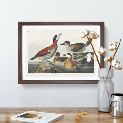 Ruddy Duck by John James Audubon - Picture Frame Graphic Art Print