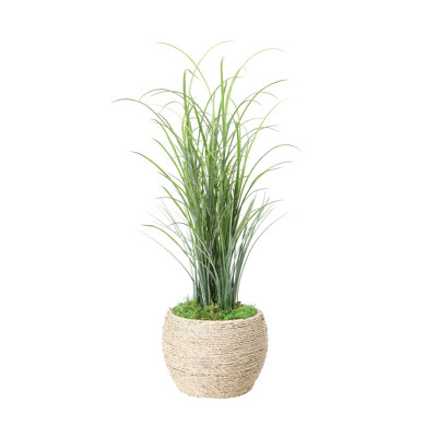 Herbe dans un pot à fleurs