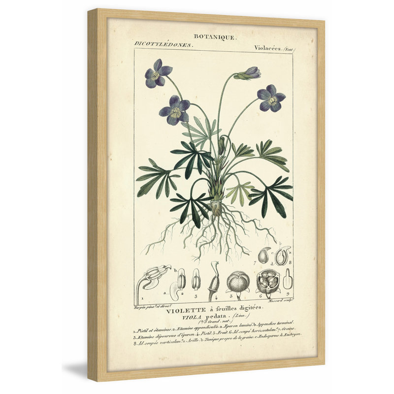 «Botanique Study in Lavender IV», reproduction d'impression encadrée, H 24 po x l 16 po x P 1,5 po