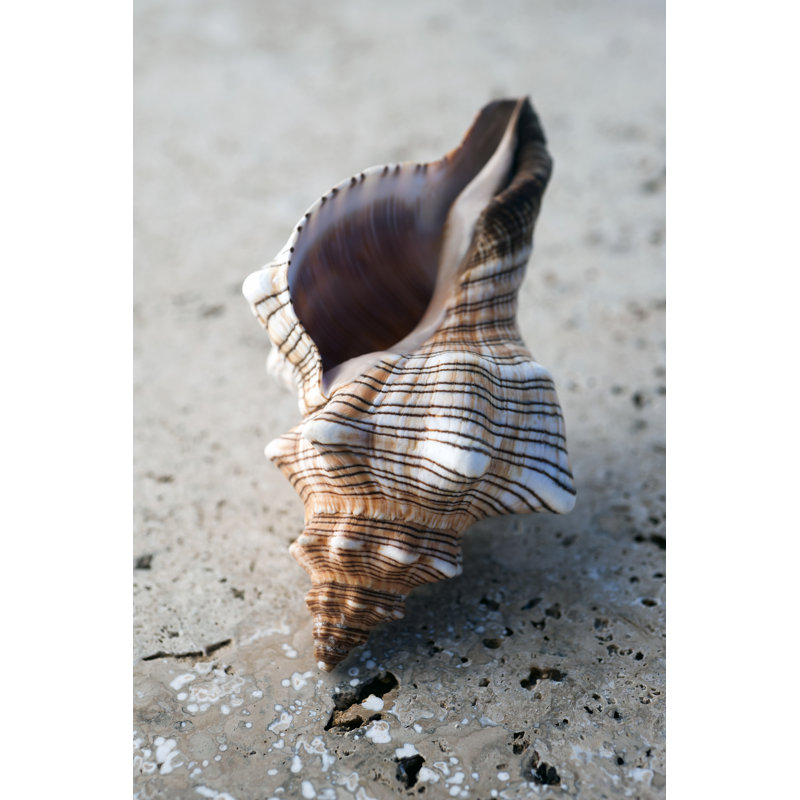 Gifts of the Shore II by Elena Ray - Photograph, 122 cm H x 81 cm W, Black Floater Framed