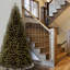 14 Ft. North Valley Spruce Tree-1841505920