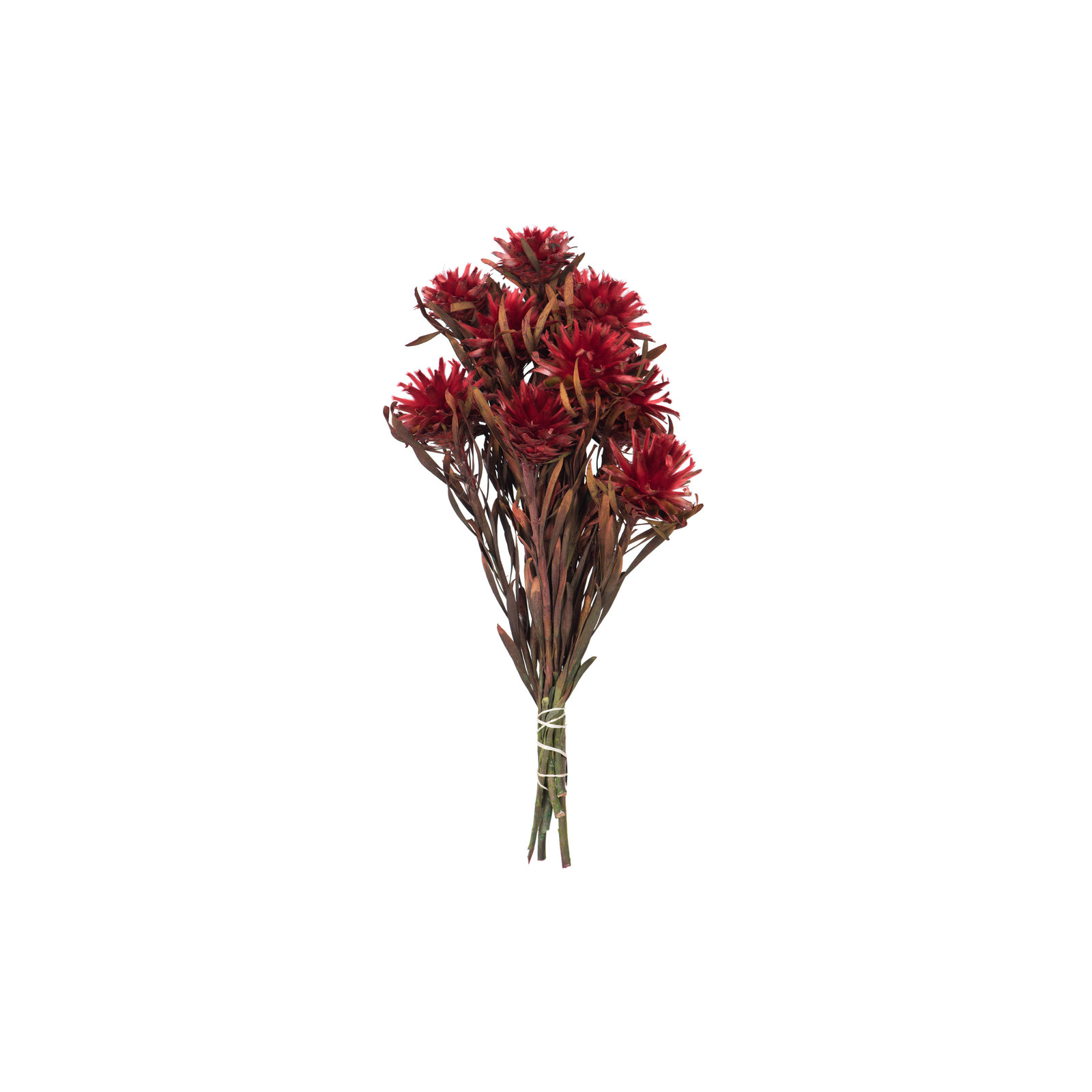 Plumosum Arrangement, Red
