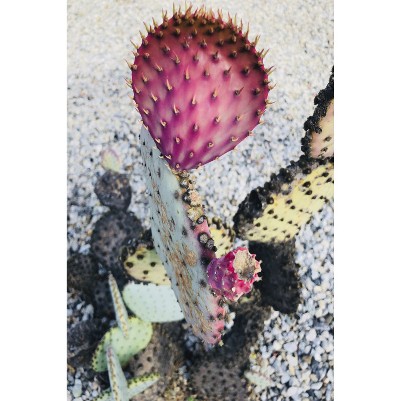 Pink Yellow Cactus I by Irena Orlov - Wrapped Canvas Print, 122cm H x 81cm W