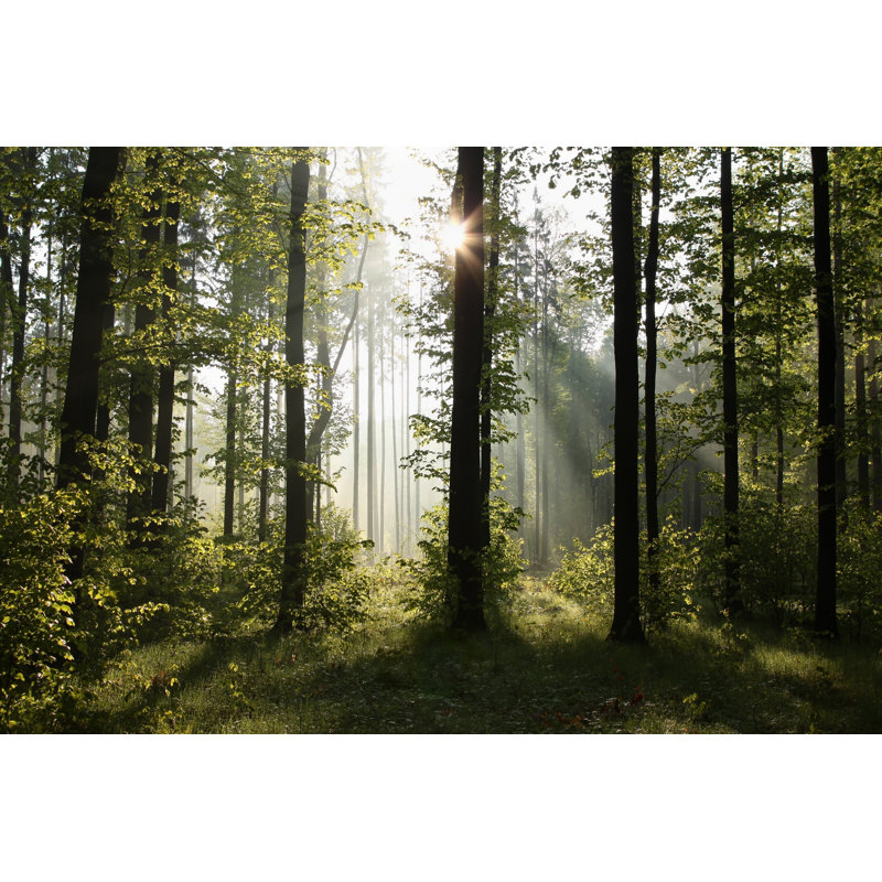 Spring Deciduous Forest - Wrapped Canvas Print, 20cm H x 30cm W x 3.8cm D
