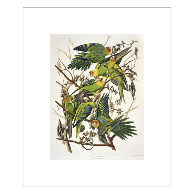 Carolina Parakeet from «Birds of America» par John James Audubon, impression giclée encadrée, H 16,45 po x l 13,75 po
