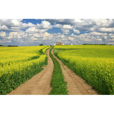 Road Through Canola - Wrapped Canvas Print