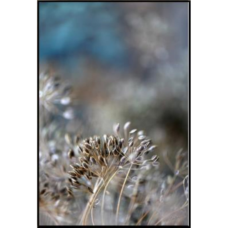 Dill Seed II, 46.5" H x 31.5" W