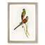 Beautiful Parakeets by Elizabeth Gould - Single Picture Frame Painting-55543839-55543840