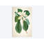 « magnolia botanique print ii », reproduction d’impression sur toile-28621230-72418486-72418493