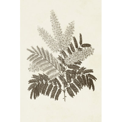Sepia Botanicals VIII - Wrapped Canvas Painting