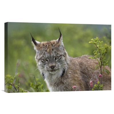 " Canada Lynx Portrait "