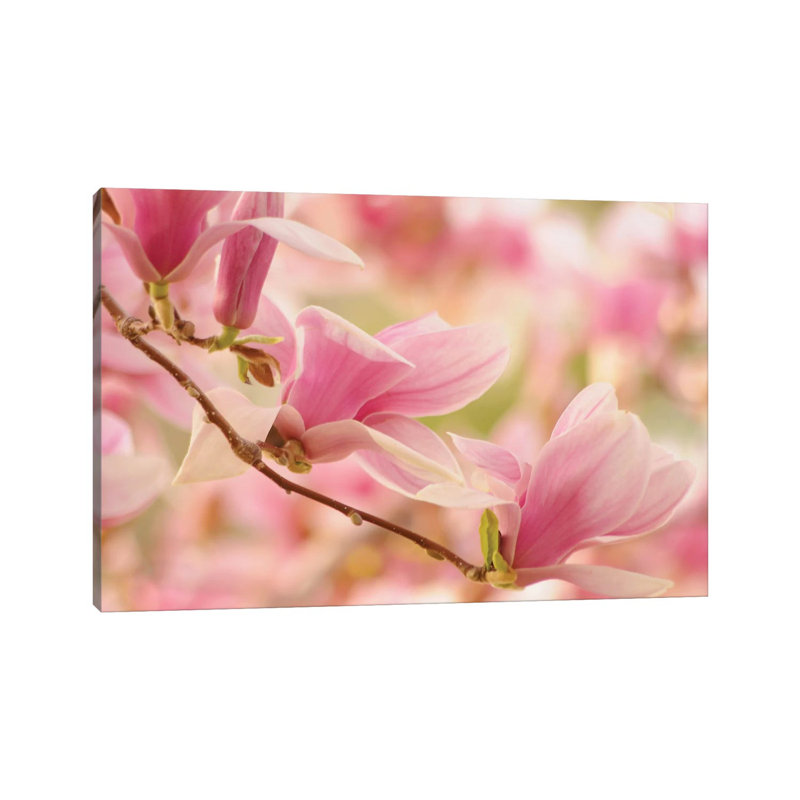 Pink by Brian Wolf - Wrapped Canvas Print, 20.32cm H x 30.48cm W x 1.91cm D