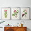 «Pretty Pink Botanicals IV», reproduction encadrée sur mesure de qualité supérieure - 3 pièces-1740035583-1740035574