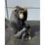 Statue de singe chimpanzé assis en taille réelle