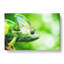 Chameleon Lizard Vol.1 - Wrapped Canvas-61848131