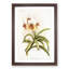 Magnolia Flowers Illustration Tab.62 by Frederick Sander - Picture Frame Art Print-55760654-55760660