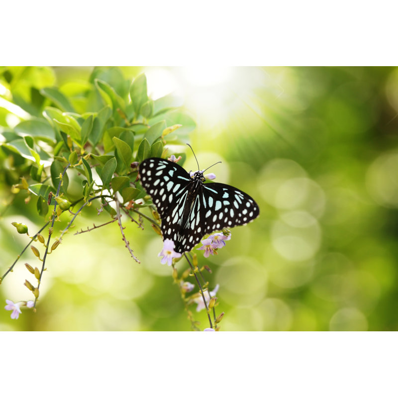 «Derisha Papilio Butterfly» par Mnsanthoshkumar - photographie sur toile tendue, H 8 po x l 12 po