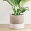 8 po Jardinière Sakura-137721272-137721273
