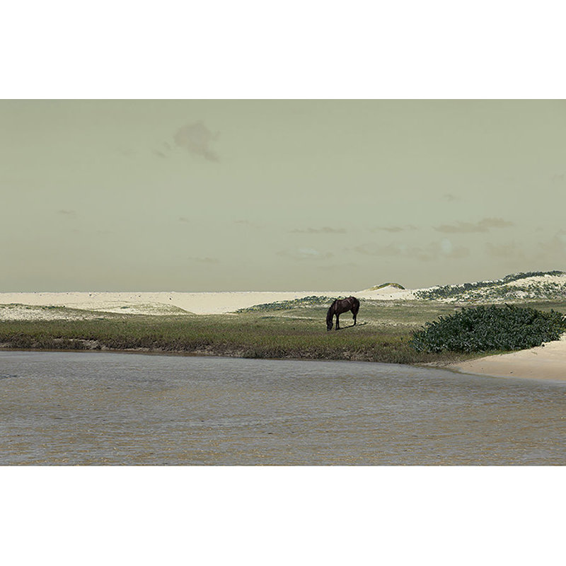 Wild Meadow Print by Austin Beiv, Outdoor, 30" H x 50" W x 1.5" D