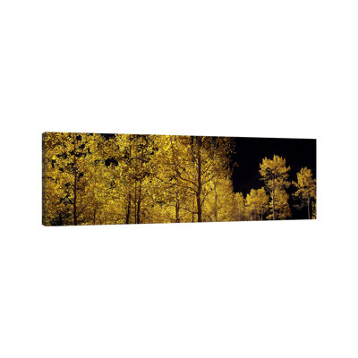 Aspen Trees In Autumn, Colorado, USA #3 - Wrapped Canvas Panoramic Print