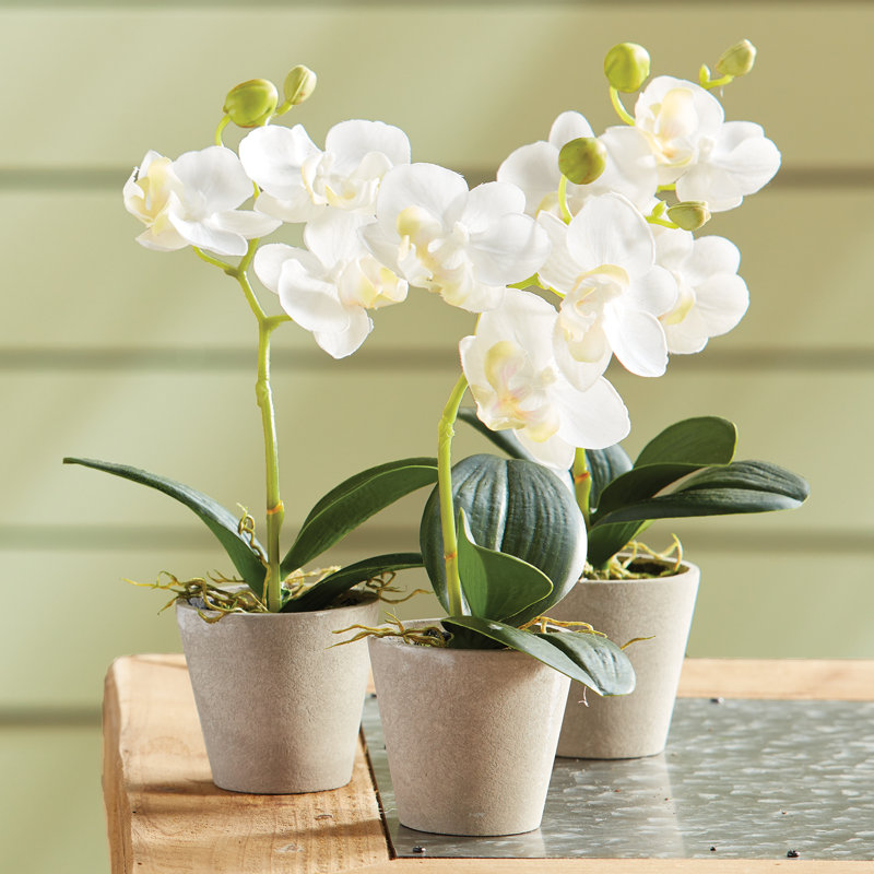 Mini Orchid 9" Potted