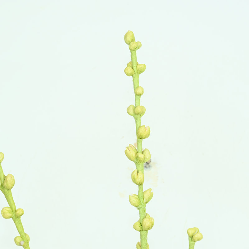 Branche de saule artificiel en herbe de 36 po pour remplissage de vase, bouquet en vrac à longue tige de ferme pour décoration de table de centre de table de bureau à domicile