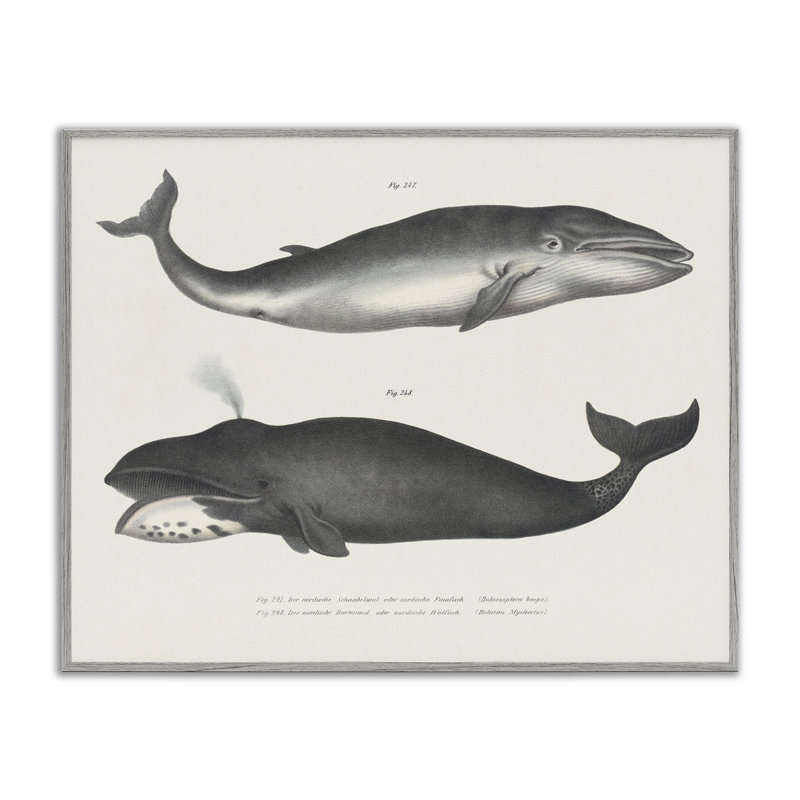 Vintage Whale Study Diagrams Framed Giclee, design by Phillipa Katz, 11" H x 14" W, Farmhouse Gray Framed Giclee