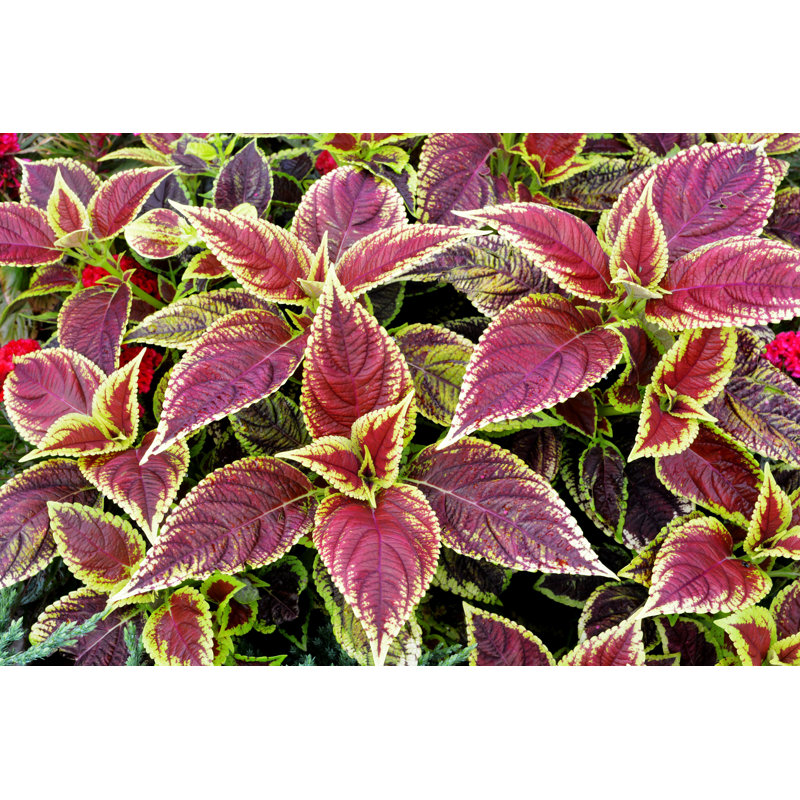 Clesha Red Coleus Plant - Photographie sur toile tendue, H 8 po x l 12 po