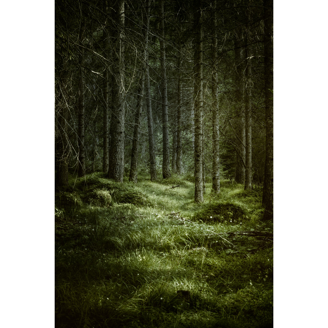 Dark Misty Forest von Da-kuk - Druck auf Leinwand ohne Rahmen