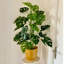 Faux Plant in Pot Liner-66311158