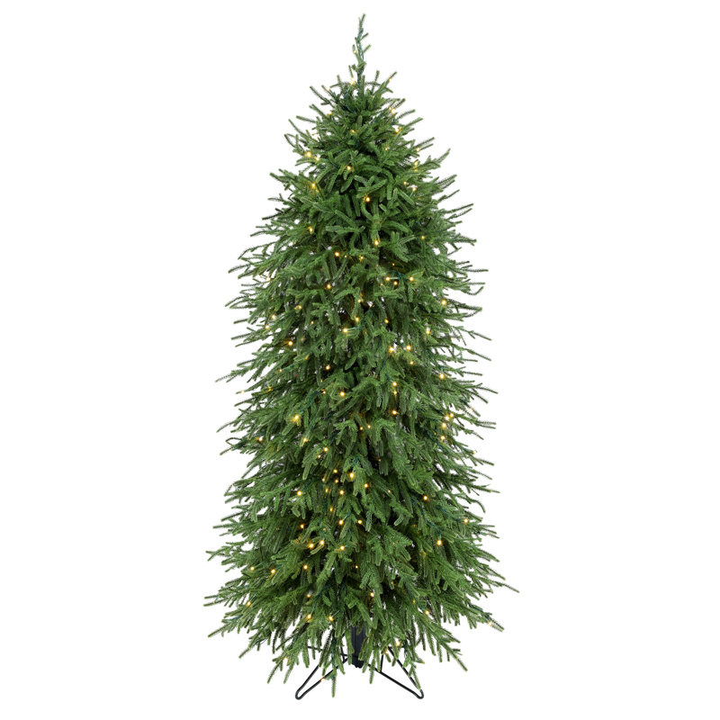Arbre Norfolk 5 '3m