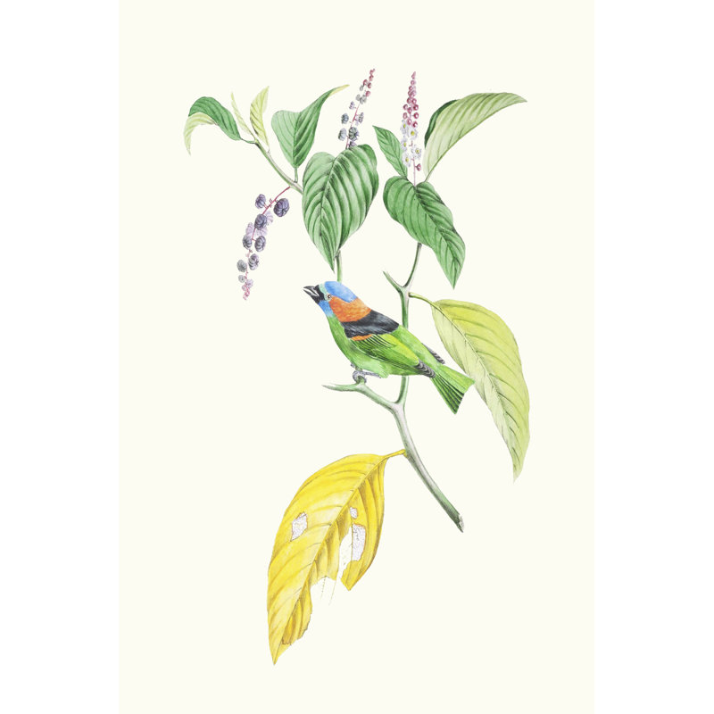 Cuvier Bird & Habitat IV by Georges Cuvier - Wrapped Canvas Print, 76cm H x 50cm W