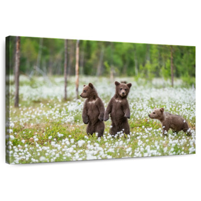 Brown Bear Cubs