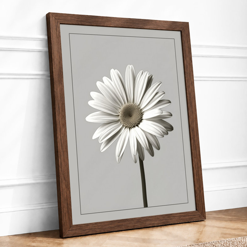 Single Daisy Study Botanical - Framed Print, Walnut, A4 - 29.7 x 21.0 cm