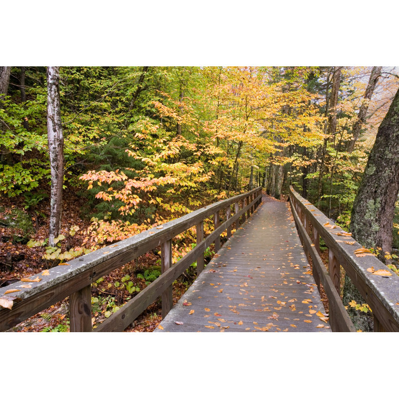Wooden Bridge In The Forest by Philipdyer - No Frame Art Prints on Canvas, 51cm H x 76cm W