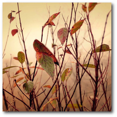 Photographic Print on Wrapped Canvas