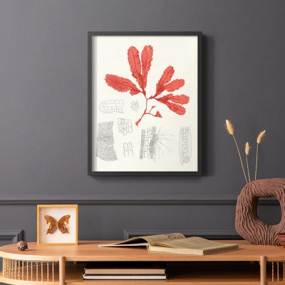 «Vintage Coral Study II», reproduction encadrée - bois massif
