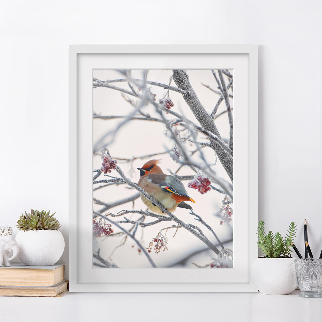 Gerahmter Fotodruck Bohemian Waxwing im Baum