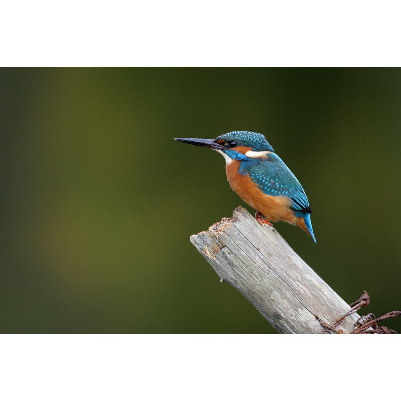 Kingfisher, Alcedo Atthis - Wrapped Canvas Print, 30cm H x 46cm W x 3.8cm D