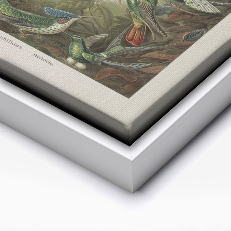 Ernst Haeckel - Colibri, Canvas, 24"H x 32"W, White Framed