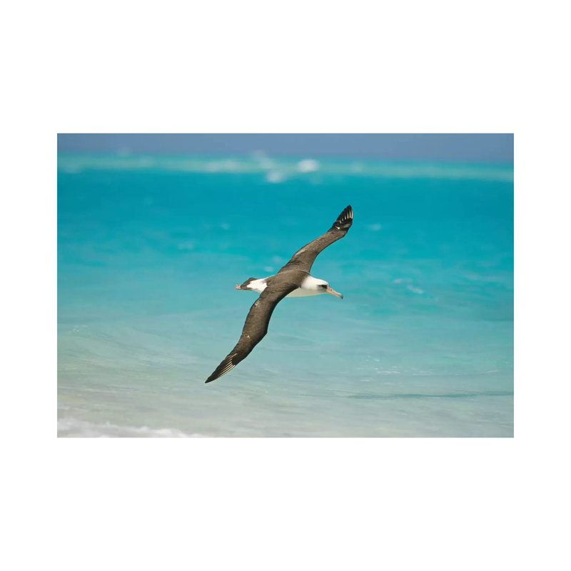 Laysan Albatross Navigating Across Ocean From North Pacific Feeding Grounds To Breeding Colony, Midway Atoll, Hawaii by Tui De Roy - Wrapped Canvas Print
