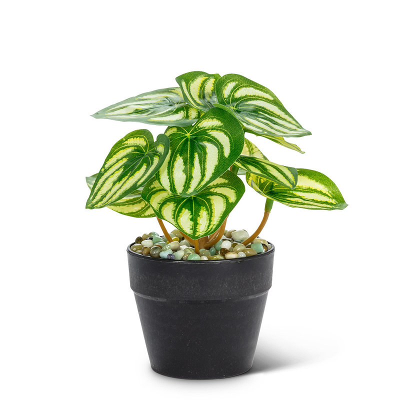 Petite plante à feuilles