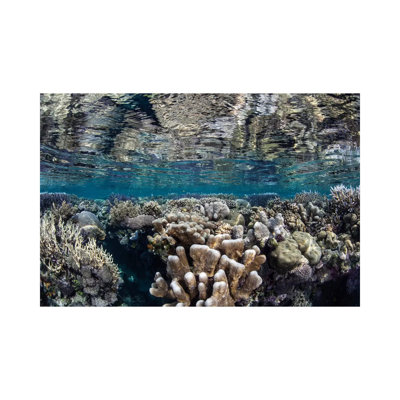 A Diverse Coral Reef Grows In Shallow Water In The Solomon Islands I by Ethan Daniels - Wrapped Canvas Print