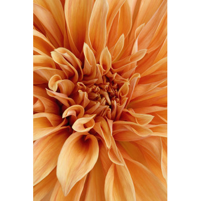 Graphic Dahlia I - Wrapped Canvas Print