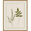 Plant Presses 1 Print by Lillian August