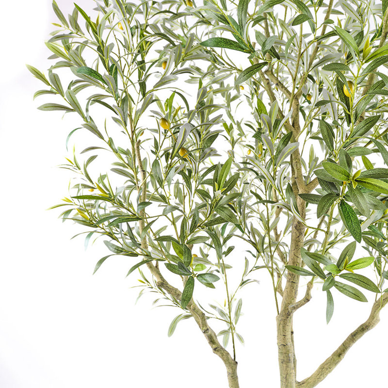 7FT Olive Tree KD