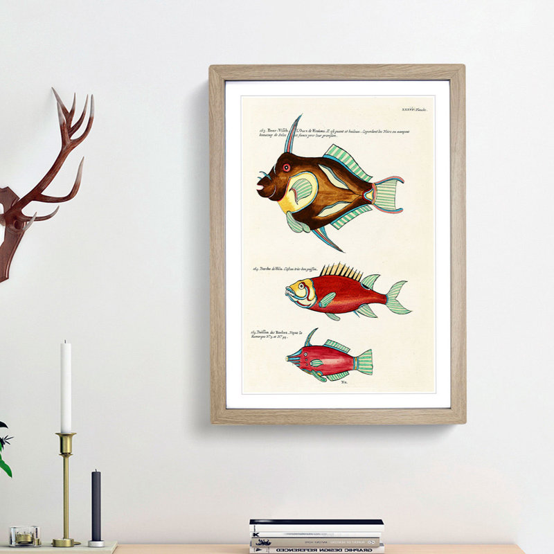 East Indies Fish Illustrations XXXVI by Louis Renard - Picture Frame Graphic Art Print, 36cm H x 27cm W x 2cm D, Oak Framed
